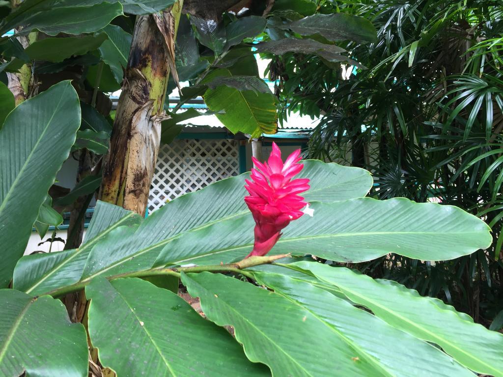 Wild Ginger Inn Hotel & Hostel Hilo Exterior photo