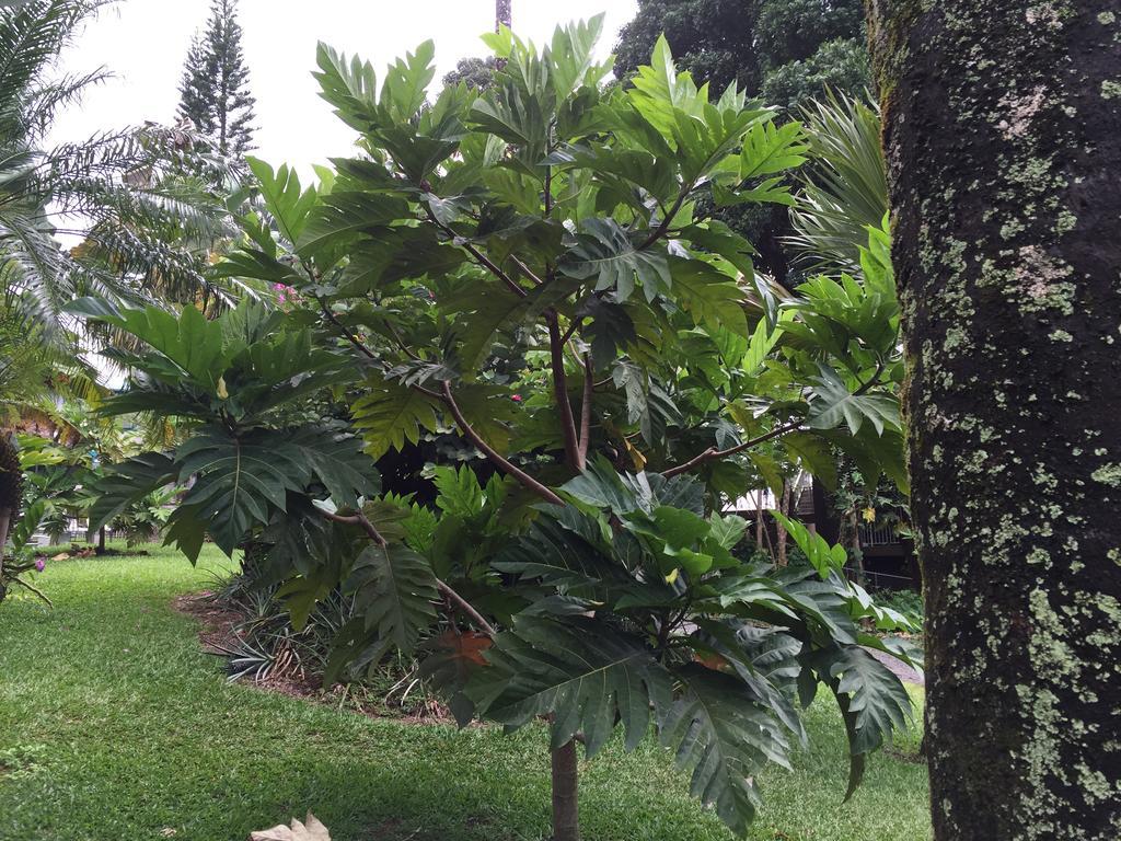 Wild Ginger Inn Hotel & Hostel Hilo Exterior photo